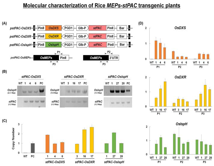모듈1(MEPs) 유전자 3종의 베타카로틴 생성 조합 과발현체(MEPs-stPAC)의 분자생물학적 분석. (A) 3종의 MEP 유전자의 벼 형질전환용 벡터와 qRT-PCR 분석 primer 위치의 도식화 (B) 9종의 과발현체에 대한 도입유전자 gDNA PCR 결과 (C) 도입유전자의 genome내 삽입수 분석을 위한 TaqMan PCR 결과 (D) 9종의 과발현체에 대한 도입 및 내재 유전자 발현 분석(잎시료)을 위한 qRT-PCR 결과