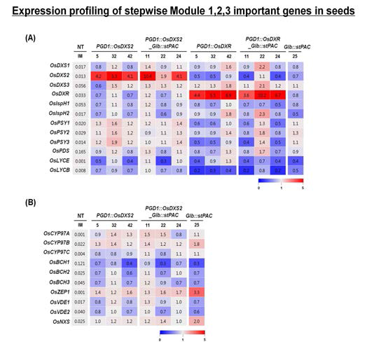 모듈1(MEPs) 유전자 3종의 베타카로틴 생성 조합 과발현체(MEPs-stPAC)의 종자 카로테노이드 생성관련 모듈1,2,3 주요 유전자 발현 분석