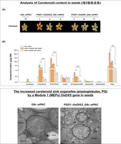 모듈1(MEPs) 유전자와 베타카로틴 생성 조합 과발현체(MEPs-stPAC)의 종자 카로테노이드 함량분석 및 모듈1(MEPs) 유전자 OsDXS2 과발현에 의한 종자 카로테노이드 저장기관 증진 기능 분석