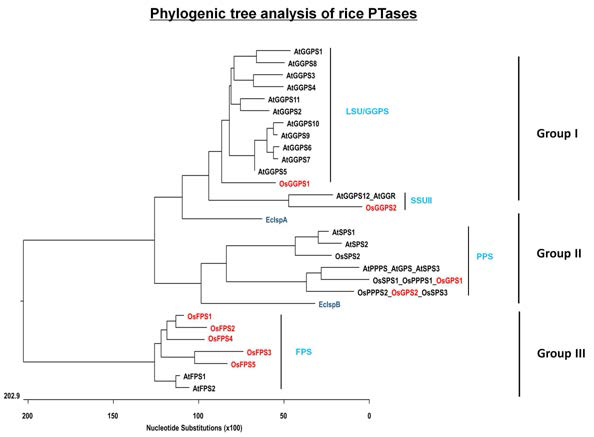 모듈2(PTases) 벼 유전자에 대한 보고된 PTase 유전자들과의 기능에 따른 계통 분석 결과