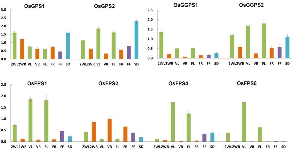 모듈2(PTases) 벼 유전자 9종에 대한 조직별 및 발달시기에 따른 발현양상 분석