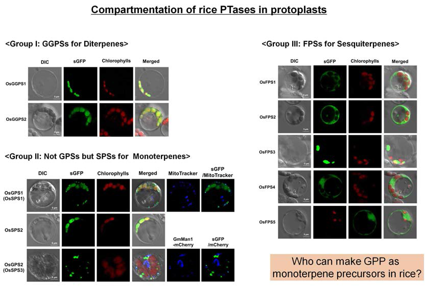 벼 모듈2(PTases) 유전자의 형광 융합 단백질의 세포내 적중장소 구획화 분석