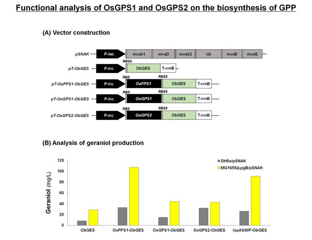 벼 모듈2(PTases) 유전자 OsGPS1(OsSPS1)와 OsGPS2(OsSPS3) 의 monoterpene 생합성 기능 분석