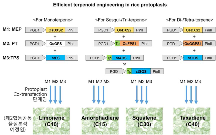 식물 유래 기능성 터페노이드 물질생산 고부가 벼 작물 개발을 위한 최적의 대사경로 모듈간 재구성 전략 수립