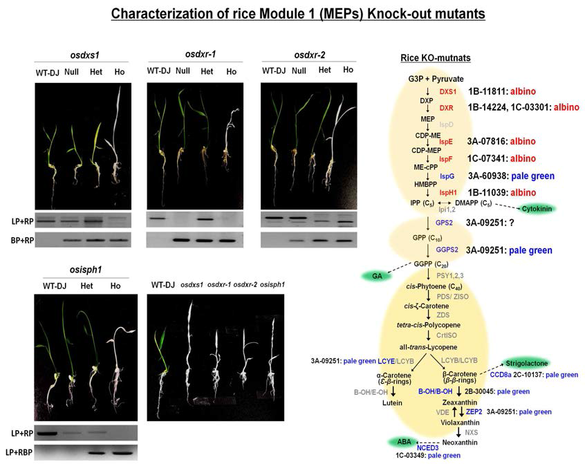 벼 모듈1 (MEPs) 3종 유전자(DXS1, DXR, IspH1)에 대한 T-DNA 삽입 knock-out 돌연변이체 분석
