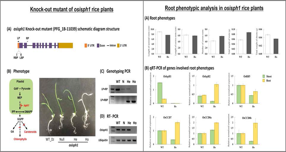벼 모듈1 (MEPs) 유전자 OsIspH1 T-DNA 삽입 knock-out 돌연변이체(osisph1) 분석 및 뿌리증진 표현형 분석