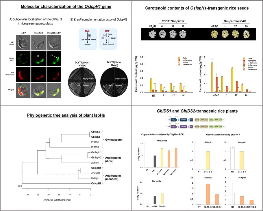 벼 모듈1 (MEPs) OsIspH1, GbIDS1, GbIDS2의 분자생물학적 기능 분석