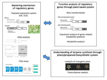 마스터링 유전자의 기능확인 및 페닐프로파노이드 기반 터페노이드 생산 기작 구명을 위한 연구수행 개요도