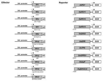 조절인자의 마스터링 기작연구를 위한 DEX-inducible 시스템 (Effector)과 구조유전자의 상호관련성 분석을 위한 시스템 (Reporter) 구축