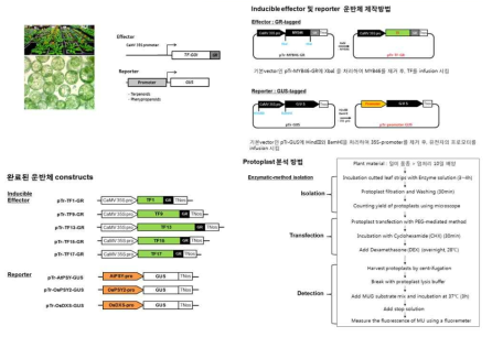 벼 protoplast 분석 시스템을 위한 운반체 제작