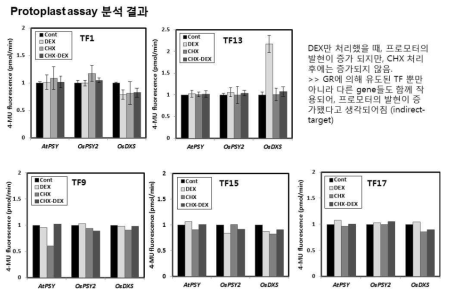 벼 protoplast 분석 시스템을 활용한 검정 결과