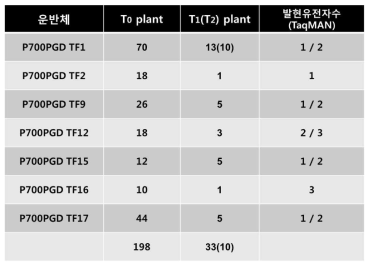 마스터링유전자의 과발현운반체를 이용한 형질전환체 확보수