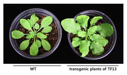 TF1유전자가 도입된 애기장대 형질전환체의 표현형
