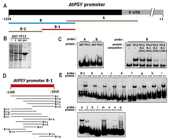 TF1과 Psy promoter 결합부위 확인을 위한 EMSA assay
