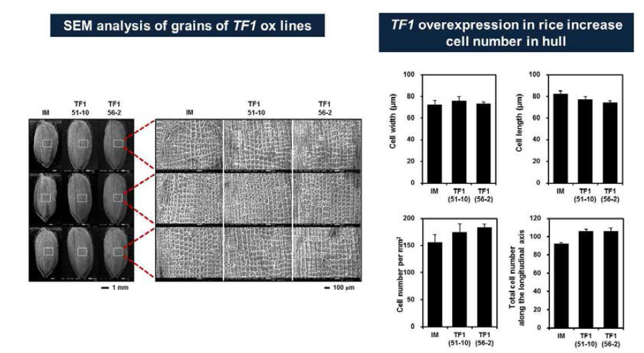 TF1 전사인자가 도입된 과발현 형질전환체의 종자 SEM 분석