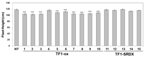 TF1 과발현 및 발현억제 벼형질전환체 (T3)의 생육(키) 확인