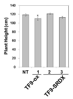 TF9 과발현 및 발현억제 벼형질전환체 (T3)의 생육(키) 확인