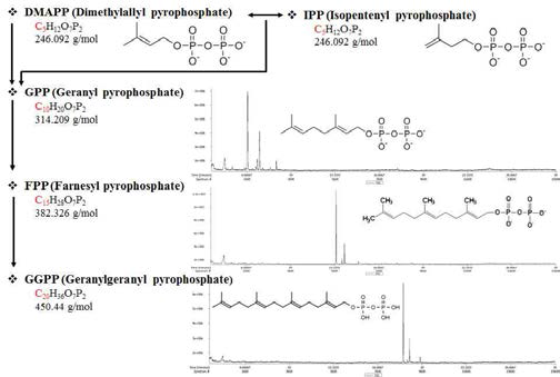 GC-TOF-MS로 분석한 터펜경로 중간대사산물 FPP, GPP, GGPP의 크로마토그램 결과