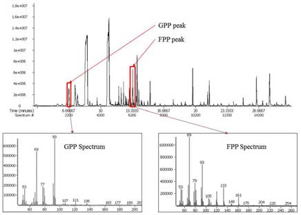 식물체 (페퍼민트) 다이클로로메테인 추출물에서 분석된 GPP, FPP GC-TOF-MS 스펙트럼 결과