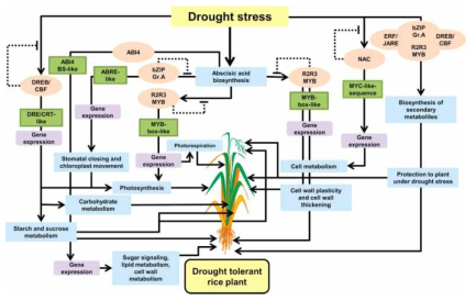 가뭄조건에서 벼세포의 대사 및 조절 네트워크 영향
