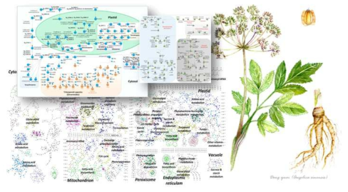 인삼 게놈수준 초기 대사네트워크 모델 구축