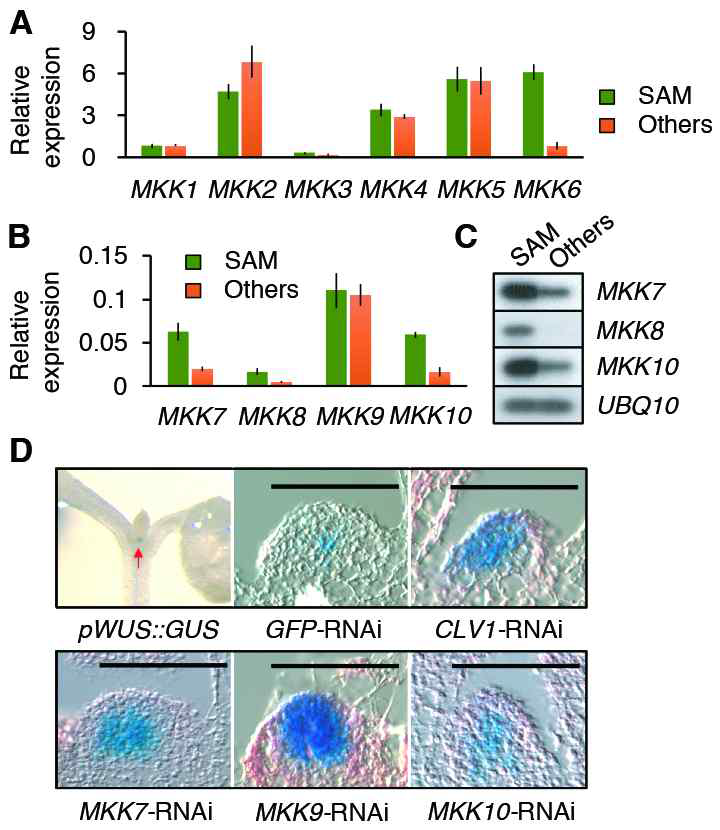 Group D MKK genes have a functional redundancy in the regulation of WUS. MKK1 to MKK6 (A) and MKK7 to MKK10 (B) were analyzed by RT-qPCR using shoot apices (SAM) and the rest of tissues (Others) of 7-day-old WT Col-0 seedlings. The relative expression of each gene was normalized by ACT2. Bars, S.D. (n=3). (C) Semi-quantitative RT-PCR and southern blot analysis of MKK7, MKK8 and MKK10. UBQ10 was used as a quantitative control. Each isotopic probe of MKK7, MKK8, MKK10 and UBQ10 was labeled by a-32P-ATP.(D) RNAi screens of MKKs using pWUS::GUS seedlings. Bars, 50 μm