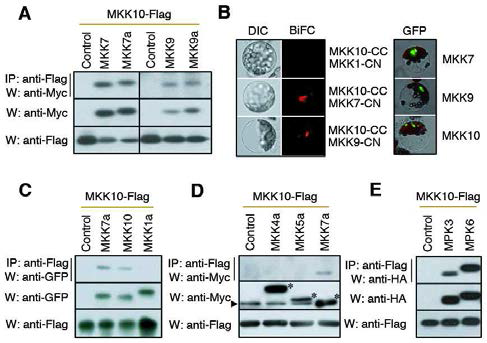 MKK10 protein can interact with MKK7/9 and downstream MPK3/6. (A) Co-IP between MKK10-Flag and WT or active forms of Myc-tagged MKK7 or MKK9. Complex were co-immunoprecipitated by an anti-Flag antibody (IP) and detected by an anti-Myc-HRP or anti-Flag-HRP antibody (W). (B) BiFC analysis of MKK10 by a florescent (middle) and DIC (left) microscopic analysis. CC and CN indicate fusion parts with C-terminus or N-terminus of mCherry, respectively. GFP signals displayed subcellular localizations of each MKK (right). (C) Self-association of MKK10. (D) Failure of MKK10 interactions with MKK4a or MKK5a. Asterisks indicate the specific expression of each protein. Arrowhead indicates a non-specific expression of protein. (E) MPK3 and MPK6 interactions with MKK10