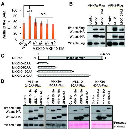 Catalytic activity of MKK10 is not required for interactions with signaling components. (A) Complementation of WT or kinase-dead mutant (KM) of MKK10 in mkk10. Enlarged shoot meristems of mkk10 were rescued by the introduction of both WT and kinase-dead MKK10. *** indicates significant difference (one-way ANOVA followed by Turkey’s test, P<0.001). N.S., not significant. Bars, S.D. (n=7-12). (B) Non-catalytic interactions of WT or kinase-dead MKK10 with MKK7a or MPK3. Complex were co-immunoprecipitated by an anti-Flag antibody (IP) and detected by an anti-HA-HRP or anti-Flag-HRP antibody (W). (C) A schematic diagram of deletion variants of MKK10. AA indicates amino acid. (D) Co-IP analyses between deletion variants of MKK10 and MAPK signaling components such as MKK7a or MPK3. Ponceau staining represents each loading amount