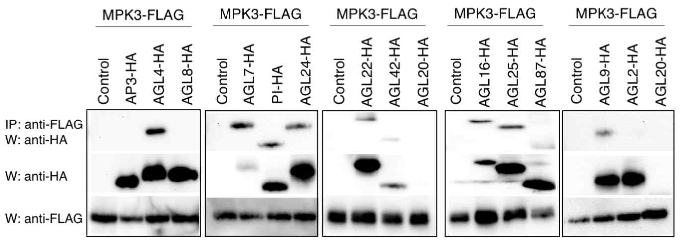 Co-IP analyses of MPK3 with various AGL proteins. Complex were co-immunoprecipitated by an anti-FLAG antibody (IP) and detected by an anti-HA-HRP antibody (W)