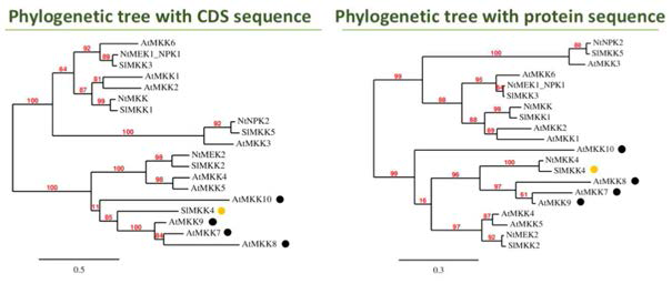 Phylogenic analyses of MKKs. The species are Arabidopsis thaliana (At), Nicotianatabacum(Nt) and Solanum lycopersicum(Sl). Group D MKK genes in Arabidopsis is marked with black dots and target gene in tomato is marked with yellow dots. Scale bars indicate the branch - 27 - length that corresponds to 0.5 or 0.3 substitutions per site, represented CDS or Protein. CDS and protein sequences of MKK genes from three model plants were obtained and aligned using the web site of Sol genomics Network (https://solgenomics.net) and a phylogenetic tree was constructed using the web site of MABL (http://phylogeny.fr)
