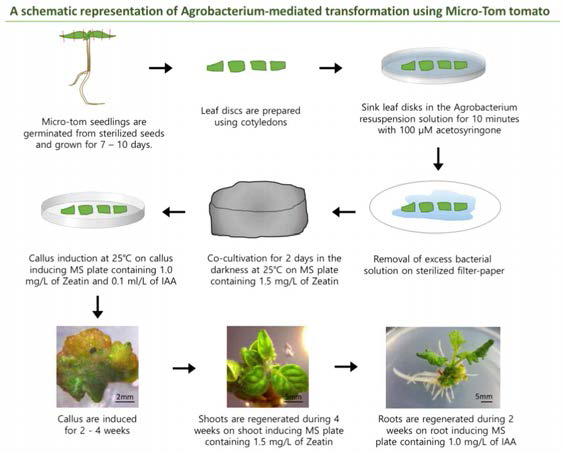 Phylogenic A schematic representation of Agrobacterium-mediated transformation using Micro-Tom tomato