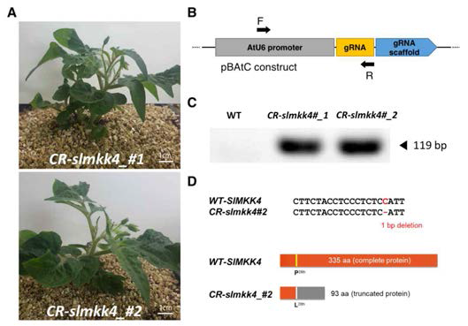 Confirmation of transgene in transgenic plants. (A) Two independent transgenic lines introduced by CRISPR-Cas9 construct for SIMKK4 mutation. (B) A schematic diagram of CRISPR-Cas9 construct. (C) PCR genotyping of transgene was performed with F and R primers represented in (B). (D) A schematic representation of mutated site in SIMKK4 gene and expected truncated SIMKK4 protein caused by mutation
