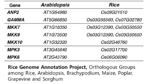 Orthologs in Rice and Arabidopsis