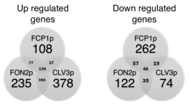 Venn diagrams of up and down regulated genes from RNA seq analyses