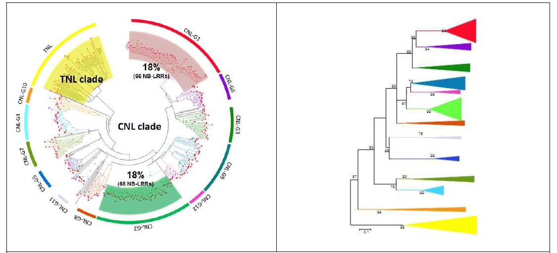 고추 NLR 유전자군들에 대한 phylogenic relationship 분석