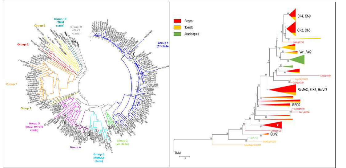 고추 RLP 유전자군들에 대한 phylogenetic tree 분석