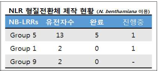 역병 저항성 영역 NLR 형질전환체 제작 현황 (3년차)