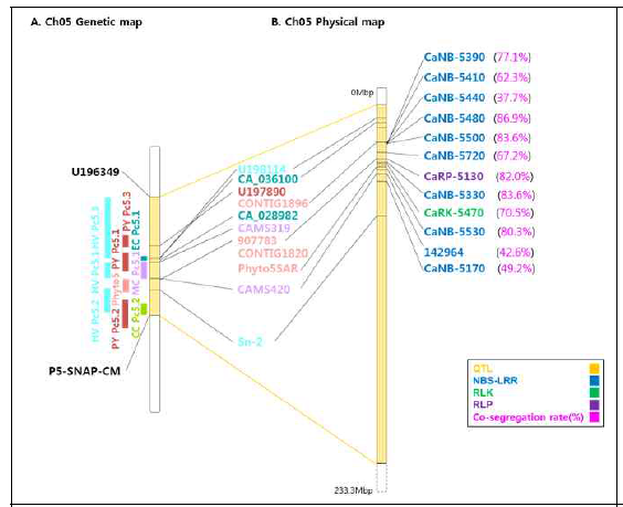 고추 역병저항성 유전자 연관마커의 유전자지도 및 물리지도