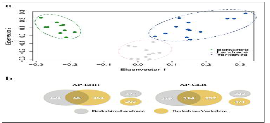 Results of principal component analysis (PCA) of Berkshire, Landrace, and Yorkshire breeds. Eigenvector1 (x-axis) versus Eigenvector2 (y-axis). Both Eigenvector1 (15.7of the total variance) and Eigenvector2 (13.7of the total variance) indicate proportion of variance. b Summary of gene sets identified from statistical analyses (XP-EHH and XP-CLR) of Berkshire tested against Landrace and Yorkshire breeds