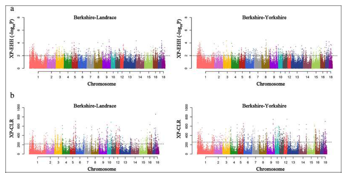 Results of two statistical analyses (XP-EHH and XP-CLR) are plotted across the genome. a Results of XP-EHH analyses and b Results of XP-CLR with Berkshire pigs against Landrace pigs or Yorkshire pigs for detection of positive selection signature. Each dot represents the maximum score in the non-overlapping 25 genomic region