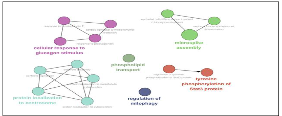 Gene Ontology Network of genes related to non-synonymous SNPs in Berkshire