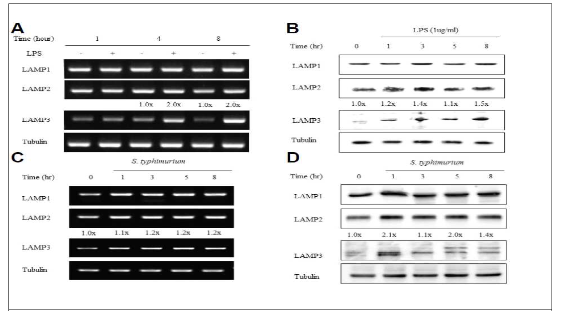 LPS와 S. typhimurium에 자극된 세포에서의 LAMP3 유전자 및 단백질 발현 조절