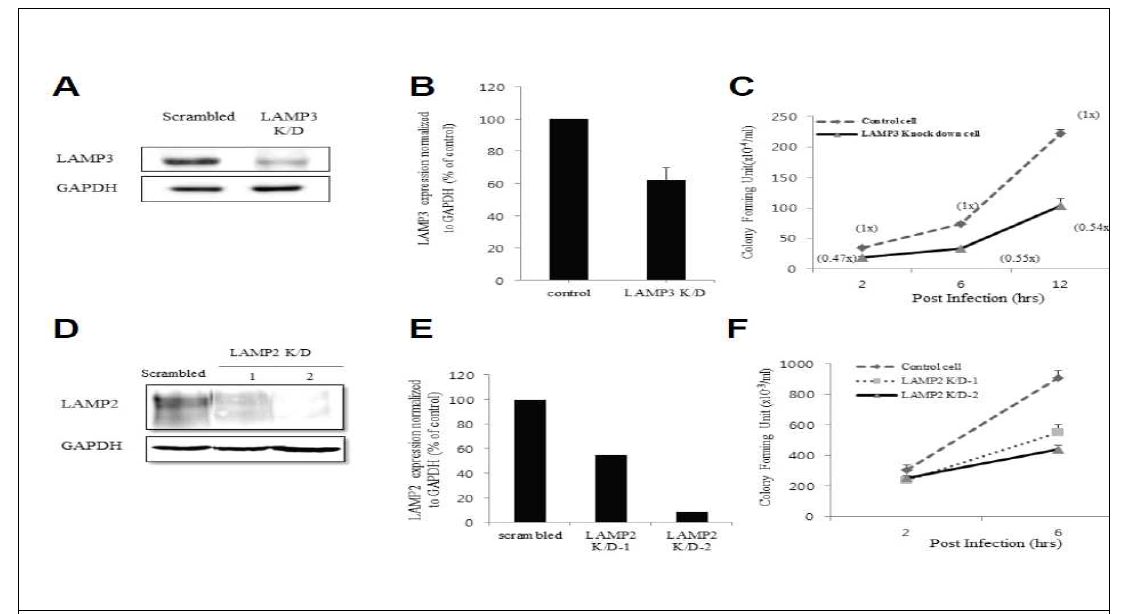 LAMP3 유전자 발현 감소에 따른 S.typhimurium의 세포내 증식 저하