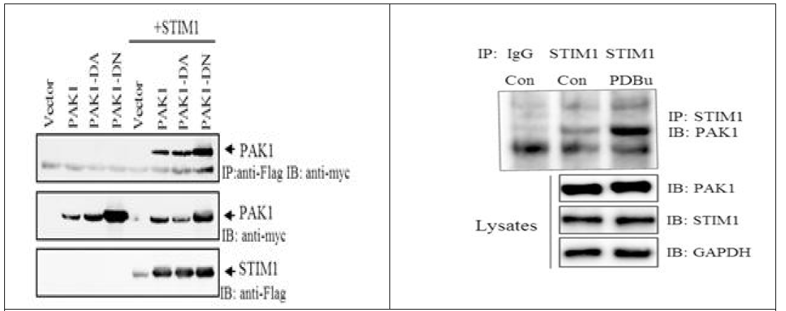 STIM1 단백질과 PAK1 단백질의 상호작용