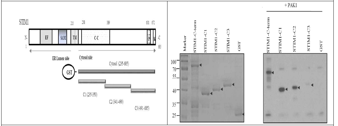 PAK1에 의한 STIM1 단백질의 인산화 및 인산화 부위 결정