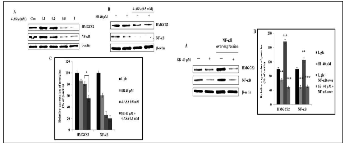 NF-kB 신호자극에 의한 HMGCS2 유전자의 전사 조절 기전 구명