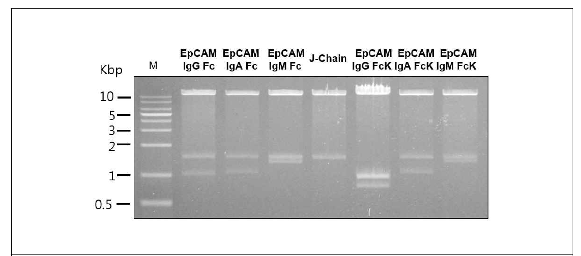 다양한 형태의 구축된 EpCAM-Fc 식물형질전환 벡터를 제한효소로 확인