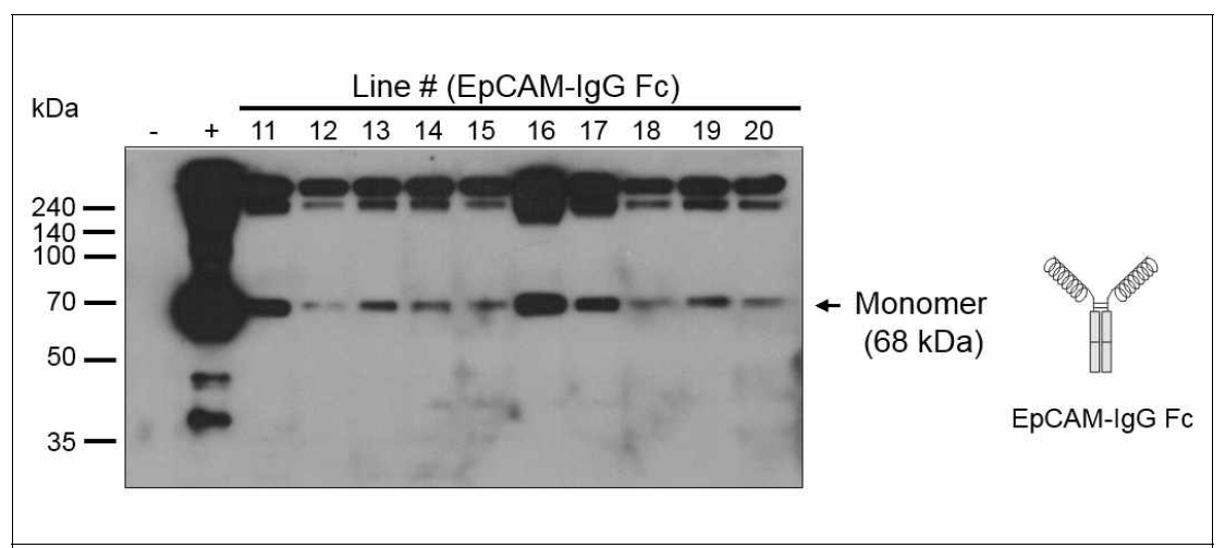 EpCAM-IgG Fc를 발현하는 식물형질전환체의 단백질 발현 여부 확인