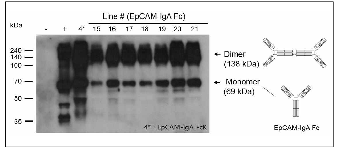EpCAM-IgA Fc를 발현하는 식물형질전환체의 단백질 발현 여부 확인