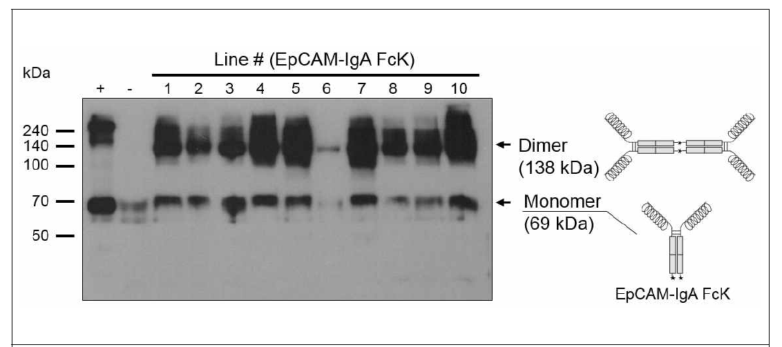 EpCAM-IgA FcK를 발현하는 식물형질전환체의 단백질 발현 여부 확인